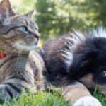 Pets Animals IELTS Speaking Questions Answers Eduhyme