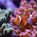 Marine Biology Science Questions Eduhyme