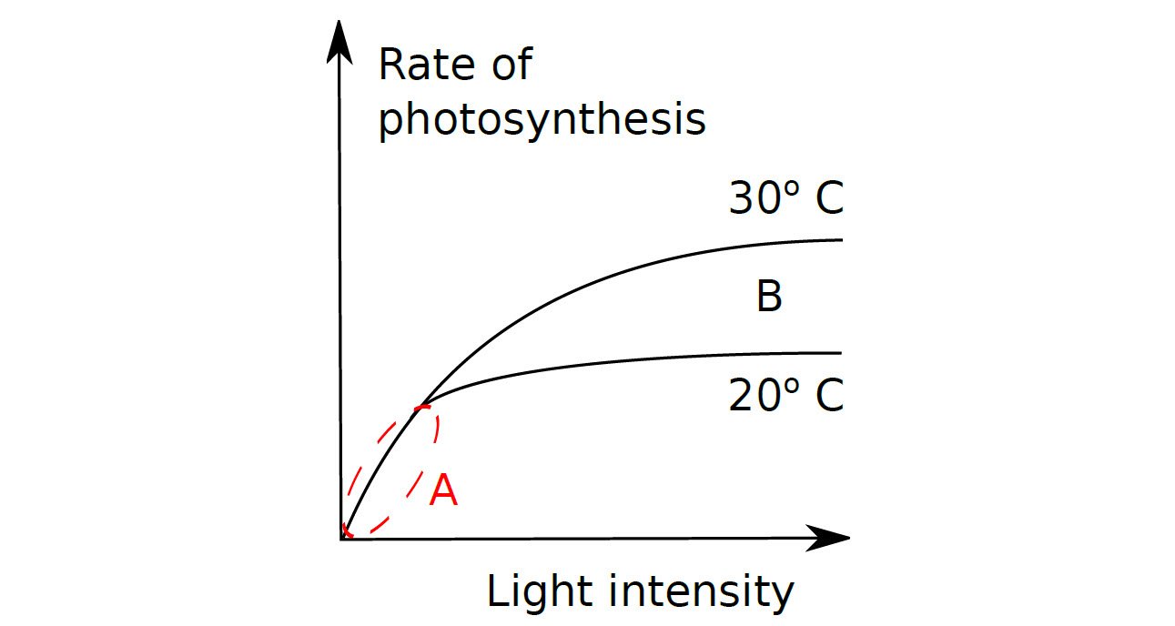 Photosynthesis3 Eduhyme