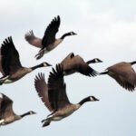 Birds IELTS Speaking Questions Eduhyme
