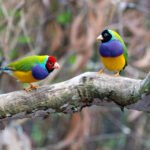 Birds Words Eduhyme
