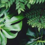 Amazing Facts Plants Eduhyme