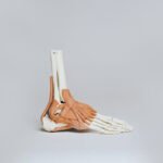 Human Physiology Eduhyme