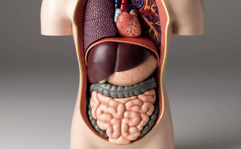 Human Body Composition Eduhyme