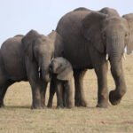 Elephants Cancer Eduhyme
