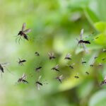 Mosquitoes HIV Eduhyme