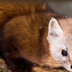 Weasel Words